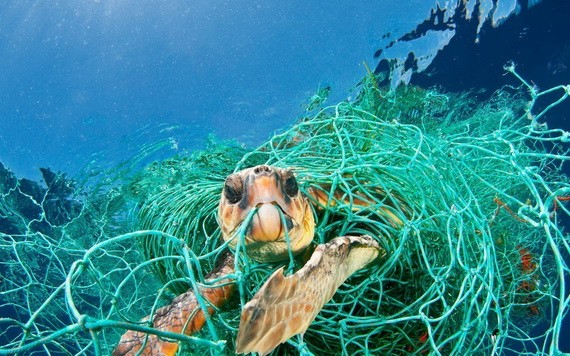 塑料垃圾污染嚴重危害到海洋生態系統。