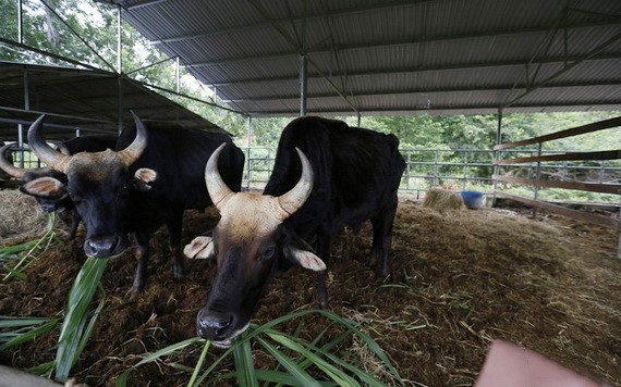 圖為第二代雜交野牛。（圖源：TTO）