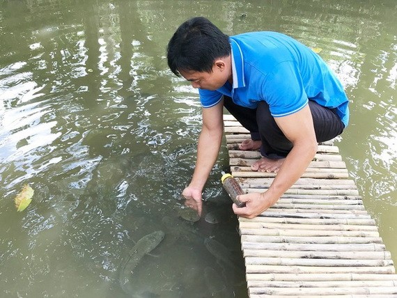 飛躍的老生魚群將獲得阮成心用奶瓶來餵吃。