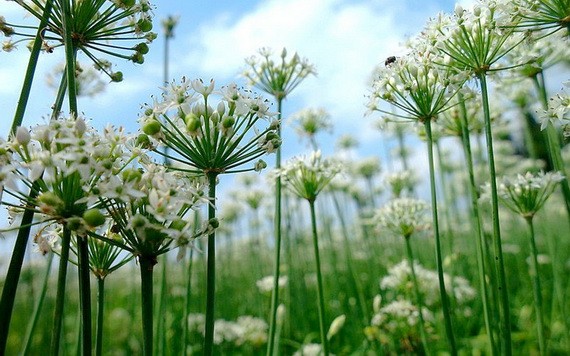 （示意圖源：互聯網） 