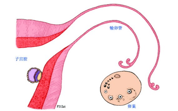 （示意圖源：互聯網） 