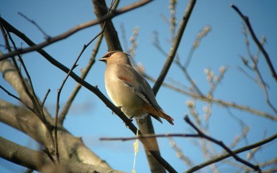 （示意圖源：互聯網） 