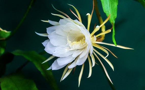 （示意圖源：互聯網） 