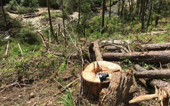 剛被砍伐沒多久的一棵大松樹。（圖源：TTO）