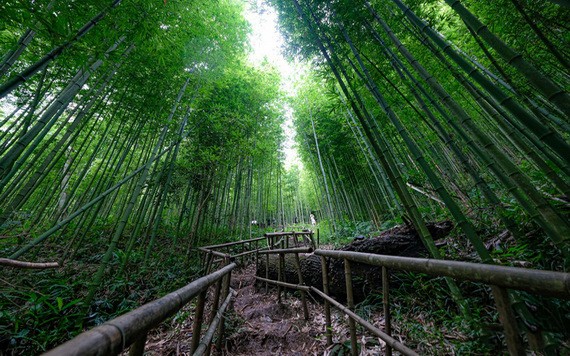 帶有原始之美的拿翰塗諸竹林。