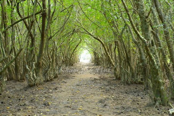 順化市的茹查樹林