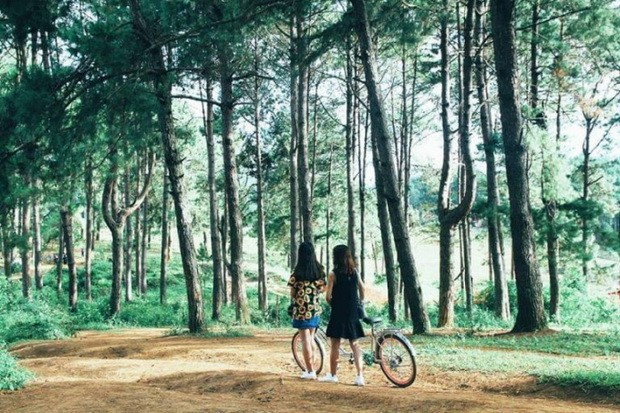 欣賞美麗如畫的樹林 ảnh 1