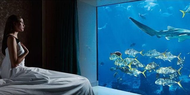 世界１１個巨大而神奇的水族館（上） ảnh 2