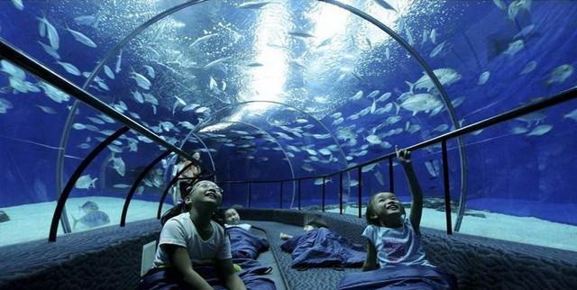 世界１１個巨大而神奇的水族館（上） ảnh 3