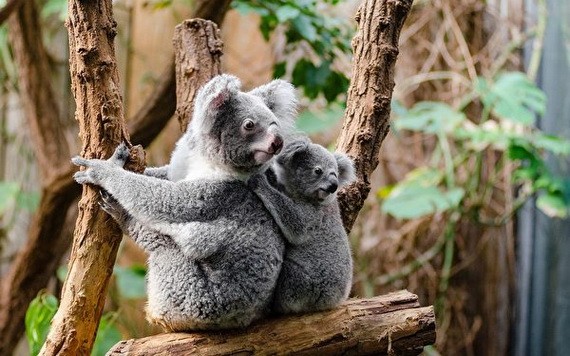 考拉瀕臨絕滅。（圖源：互聯網）