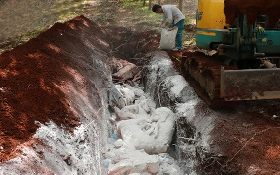 平福省職能力量將感染非洲豬瘟死亡的豬隻按規定進行燒毀。（圖源：VOV）