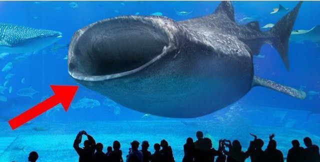 世界11個巨大而神奇的水族館（下） ảnh 2