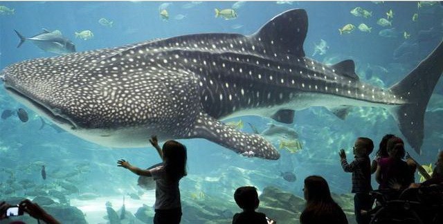 世界11個巨大而神奇的水族館（下） ảnh 3