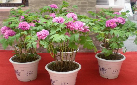 （示意圖源：互聯網） 