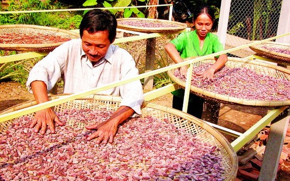 檳椥省種植可可樹為出口活動服務。