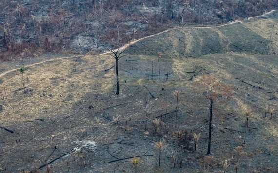 巴西官方數據顯示，亞馬遜森林砍伐面積創下12年新高。 （圖源：綠色和平）