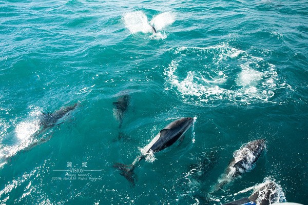 在凱庫拉我和海洋生物有個約會 ảnh 2