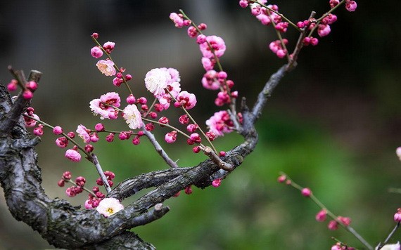 （示意圖源：互聯網） 