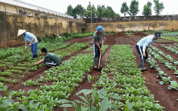 戒毒學員參加種植蔬菜。（圖源：芳蓉）