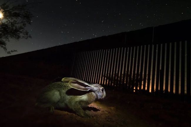 年度自然攝影大獎揭曉，重現侏羅紀世界 ảnh 13