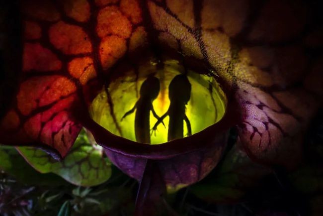 年度自然攝影大獎揭曉，重現侏羅紀世界 ảnh 3