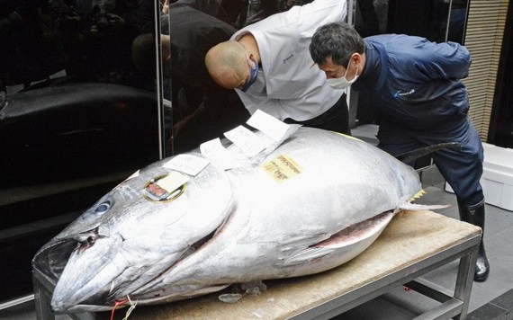 208.4公斤重的青森縣大間產藍鰭金槍魚以當天最高價2084萬日元(約合20萬2000美元)成交。(圖源:路透社)