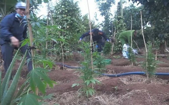 職能力量發現阮文寶的胡椒園內非法種植大量的大麻樹。(圖源:文勇)