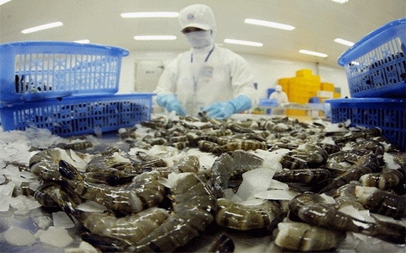 政府採取同步措施使增長達 6%至6.5%。圖為出口黑虎蝦粗加工工段。(圖源:秋莊)