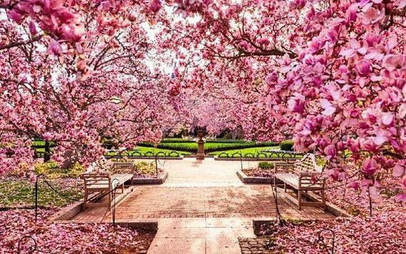 一路繁花盛開，令人讚歎的櫻花。