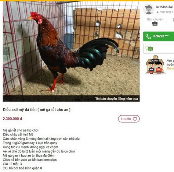 網售鬥雞的廣告。