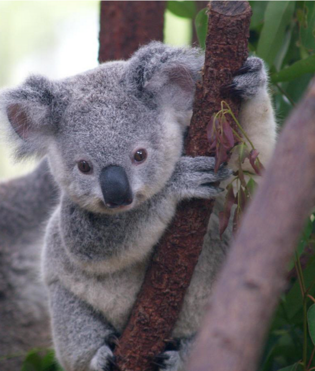 不一般的 “野性”之旅 ảnh 1