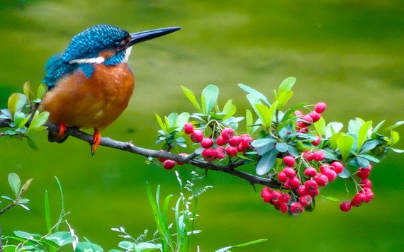 （示意圖源：互聯網） 
