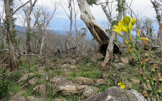 澳洲維多利亞高原大火後，百合花開花，桉樹重生。（圖源：Getty Images）