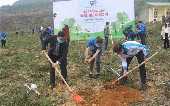 共青團員們在北坡國家特級歷史遺跡區一起出動種植樹林。（圖源：越通社）
