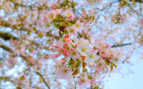 （示意圖源：互聯網） 