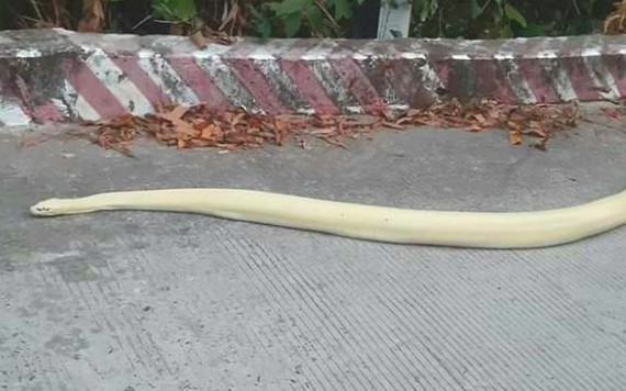 2月26日傍晚，人們在登杉山途中遇到一條罕見的白花蟒在路邊爬行。（圖源：T. Nốt）