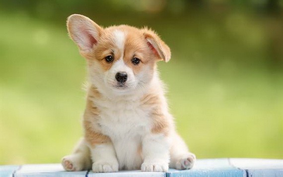 （示意圖源：互聯網） 