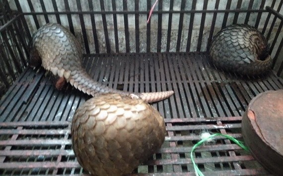 職能力量查獲三隻被非法圈養的穿山甲。（圖源：P.Mai）