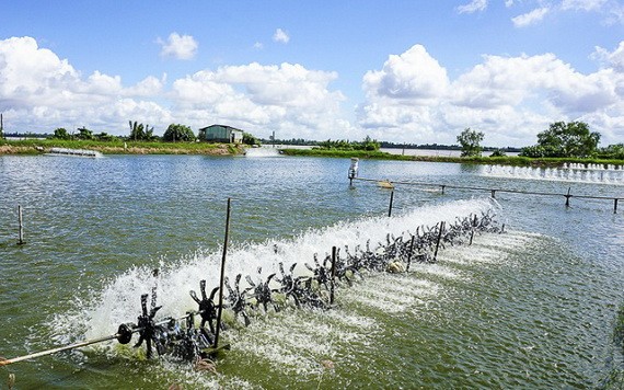 圖為南部某一草蝦養殖場。