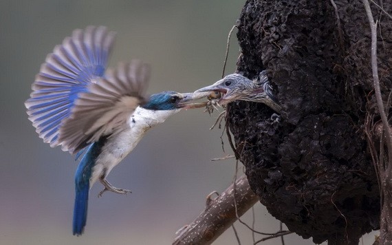 獲得PSA冠軍的《照顧嬰兒》作品。