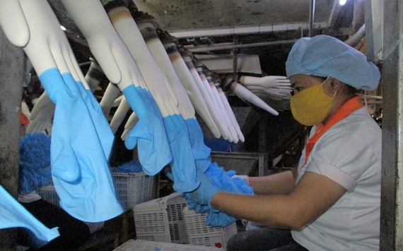 醫用手套生產線一瞥。（圖源：阮映）