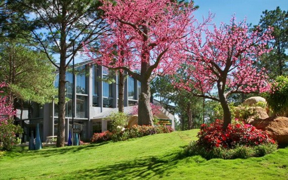 越南有 3 個觀賞櫻花綻放地點