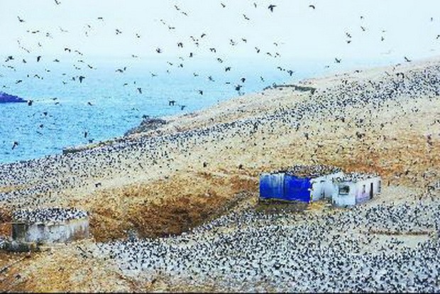 鳥糞島——秘魯人的金山銀山 ảnh 1