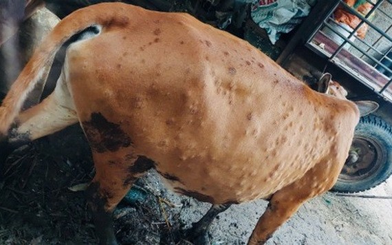 廣義省出現牛結節疹