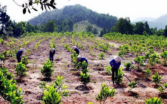 植樹造林活動。（圖源：互聯網）