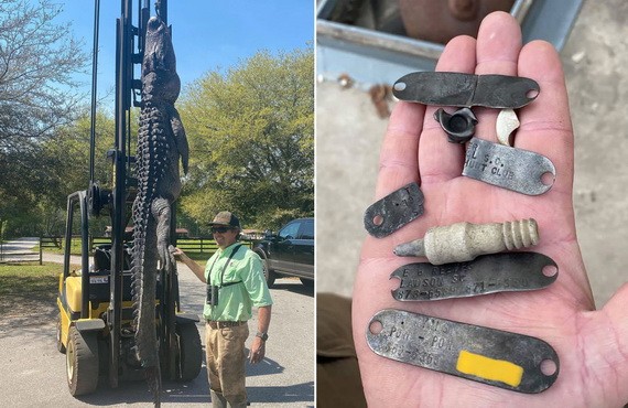 美肉店在鱷魚體內發現５個狗牌