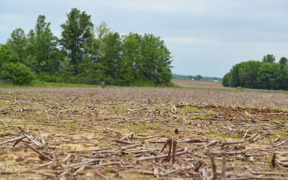 氣候變暖後，農作物的生長也同樣受到衝擊。（圖源：Getty Images）