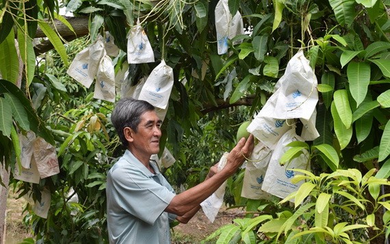 芒果出口額力爭達逾６億美元