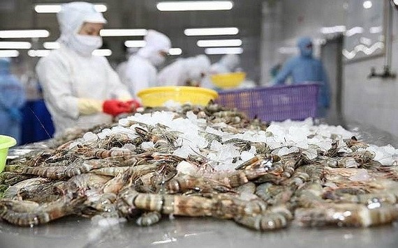 蝦類出口生產線。(圖源:黎仙)