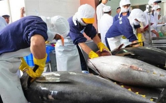 圖為黃鰭金槍魚粗加工工段。（示意圖源：互聯網）